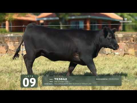 LOTE 09   TAT TE3842 F Angus