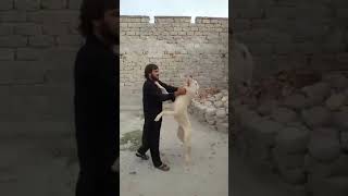 Gultair Dog Ko Aggrasive kesay karaye ! Sirf 10 mints ki trainging |KPK gultair dog