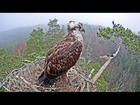 Video: Kā Atrast Labu Puisi 2017. Gadā