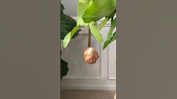 Thumbnail of Brahma Kamala Bloom | Epiphyllum Oxypetalum flower Bloom Stunning Timelapse