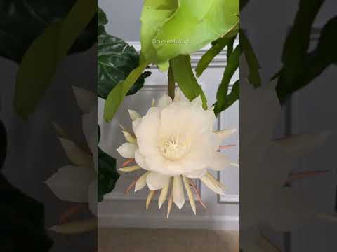 Video: Indoor Tropical Flowering Plants - 5 Tropical Houseplant na May Bulaklak