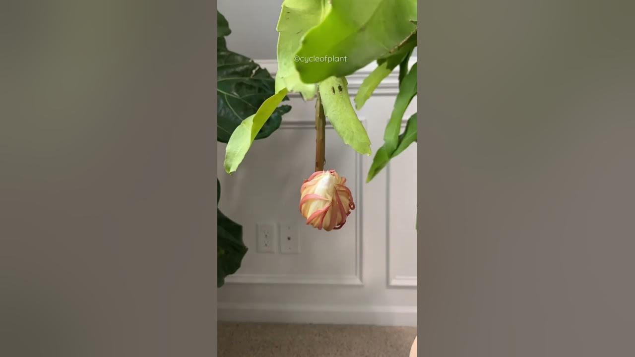 Brahma Kamala Bloom | Epiphyllum Oxypetalum flower Bloom Stunning Timelapse