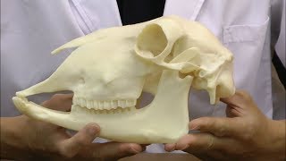 ヒツジの頭蓋骨模型：動画