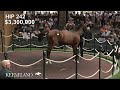 Hip 242, Into Mischief - Grazie Mille, sells for $3.7 Million at 2026 Keeneland September