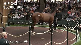Hip 242, Into Mischief - Grazie Mille, sells for $3.7 Million at 2026 Keeneland September