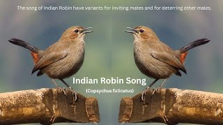 Indian robin Song (Copsychus fulicatus) | Indian Robin Sound | Indian Robin Call