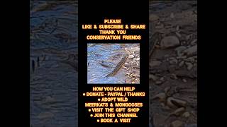 Download Lagu HOW FAST ARE YOU?! VERY DEADLY SNAKE SWIMS FAST - THE PUFF ADDER  - BITIS ARIETANS - POFF ADDER MP3 Download Lagu HOW FAST ARE YOU?! VERY DEADLY SNAKE SWIMS FAST - THE PUFF ADDER  - BITIS ARIETANS - POFF ADDER MP3