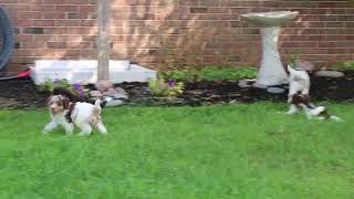 Cockapoo Puppies For Sale