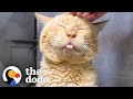 Scruffy Shelter Cat Turns Into A Little Lion | The Dodo