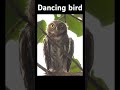 These Rare Animals Love to Dance