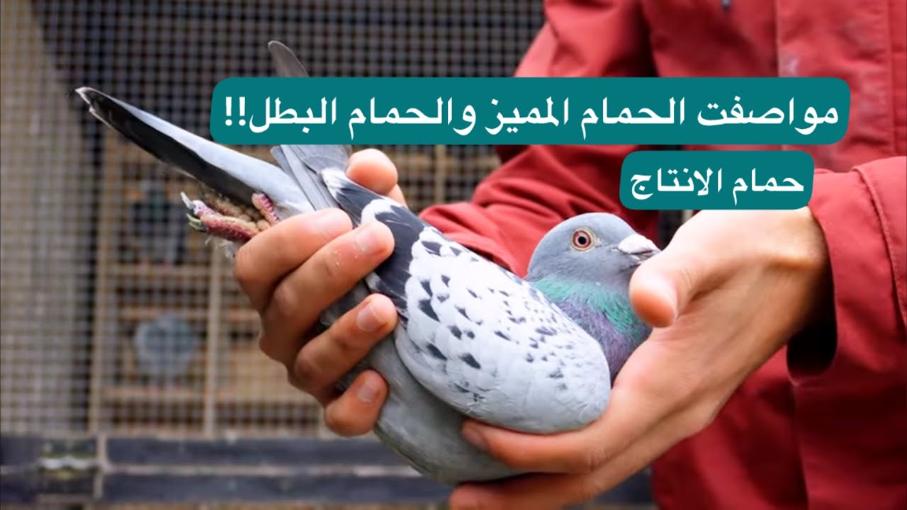 مواصفات الحمام المميز والمواصفات التي لازم تتوفر في حمام الانتاج وحمام السباق🔥لوفت النخبة