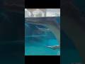 Crocodile/Alligator meme compilation #memes #animals #compilation