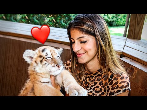 Vídeo: Como Nomear Um Filhote De Tigre