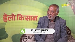 टमाटर खेतीको समस्या र समाधानको उपाय || Hello Kishan with Dr. Kedar Budathoki Chaitra 21