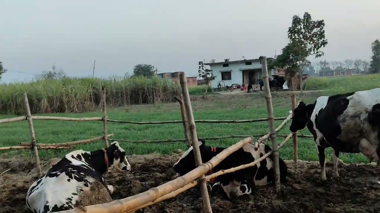 Coment video bahut badhiya jankari jarur dekhe