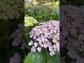 Unique beauty of flowers in garden🏡🫶🏻🌸 #stressrelief #garden #gardening #relaxing