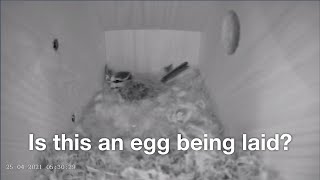 25th April 2021 - Blue tit nest box live camera highlights