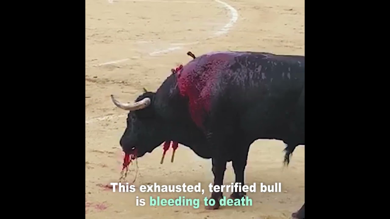 Shocking Video Shows What Bullfighting Really Looks Like
