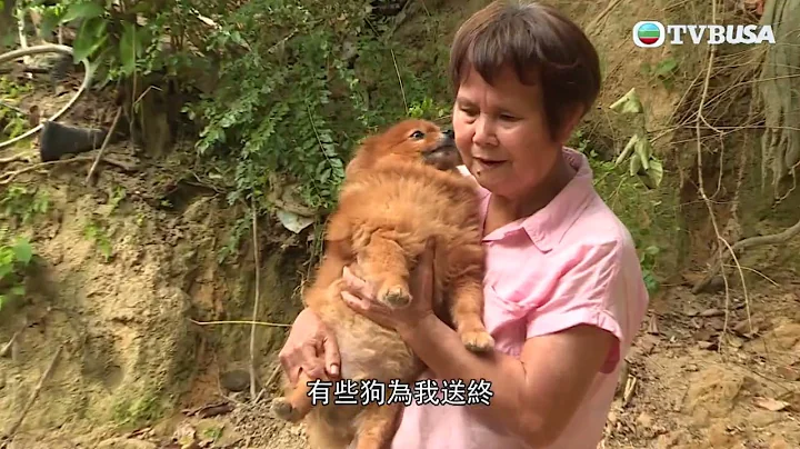 東張西望｜荃灣虐狗事件後續 | 狗狗疑被義工接走救治 及後義工拒將狗隻交還 雙方各執一詞 | TVBUSA | 虐狗 | 民生 - 天天要聞