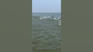 Câu cá bằng lưới tuyệt vời 🐟 Câu cá biển tốt nhất 🐟 #shorts