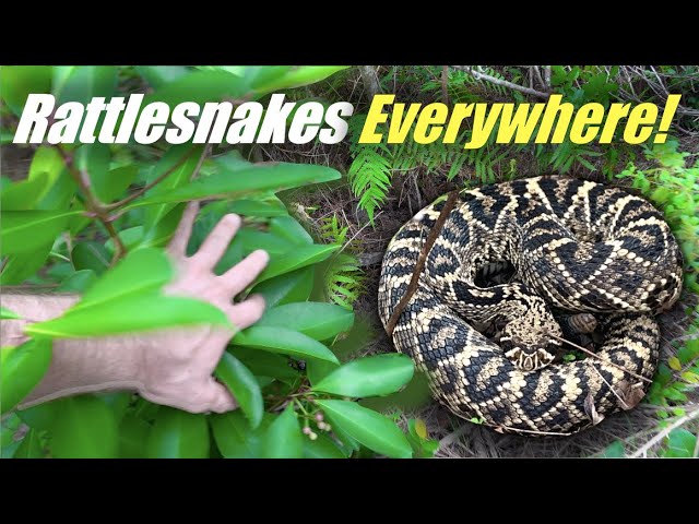 OMGFacts - The Western Hognose Snake plays dead when threatened