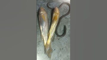 Lên cá tại bờ kè tam thôn hiệp huyện cần giờ #fishing