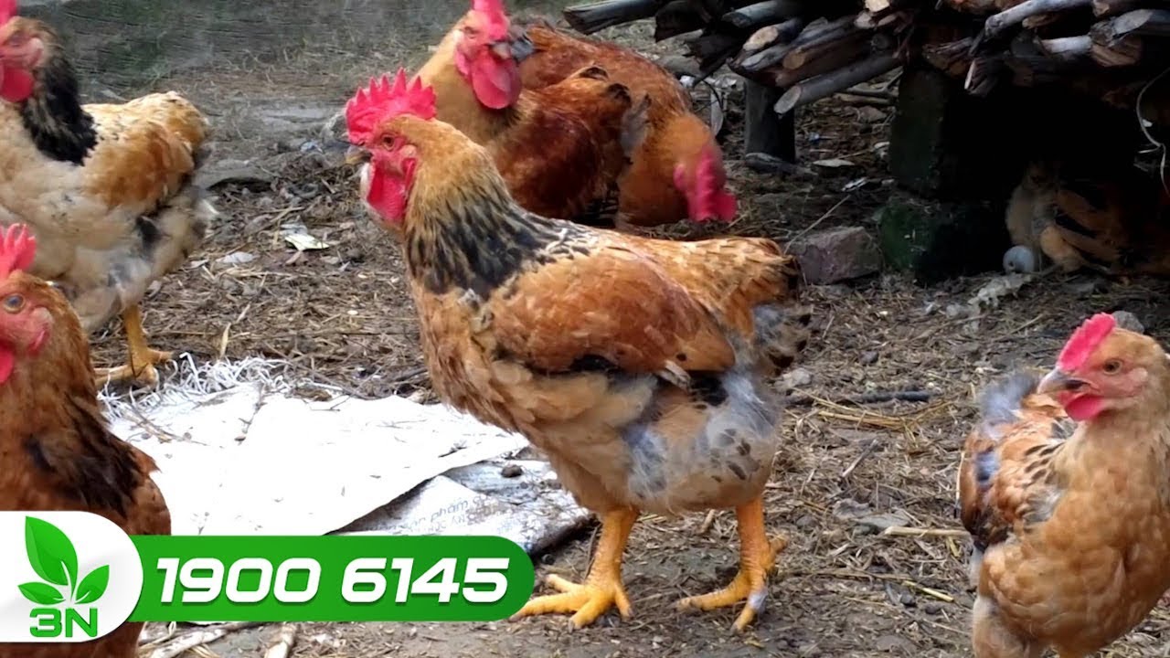 Gà bị tụ huyết trùng, chữa bằng vacxin: Đúng hay sai? - youtube