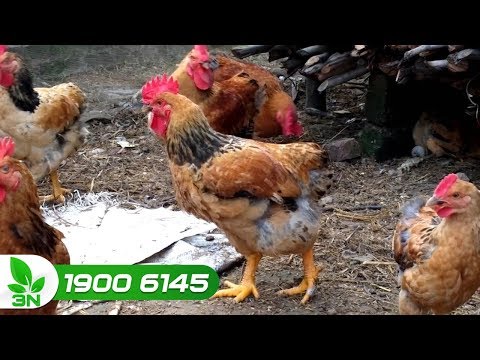 Video Gà bị tụ huyết trùng, chữa bằng vacxin: Đúng hay sai? - youtube