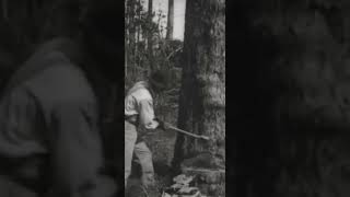 Historic Reel of Longleaf Logging: Over 100 Years old: Part 1 #shorts