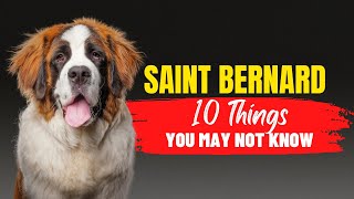 Thinking of Adopting a Saint Bernard? Here's What You Need to Know!