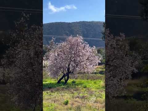             أشجار اللوز في الباحة