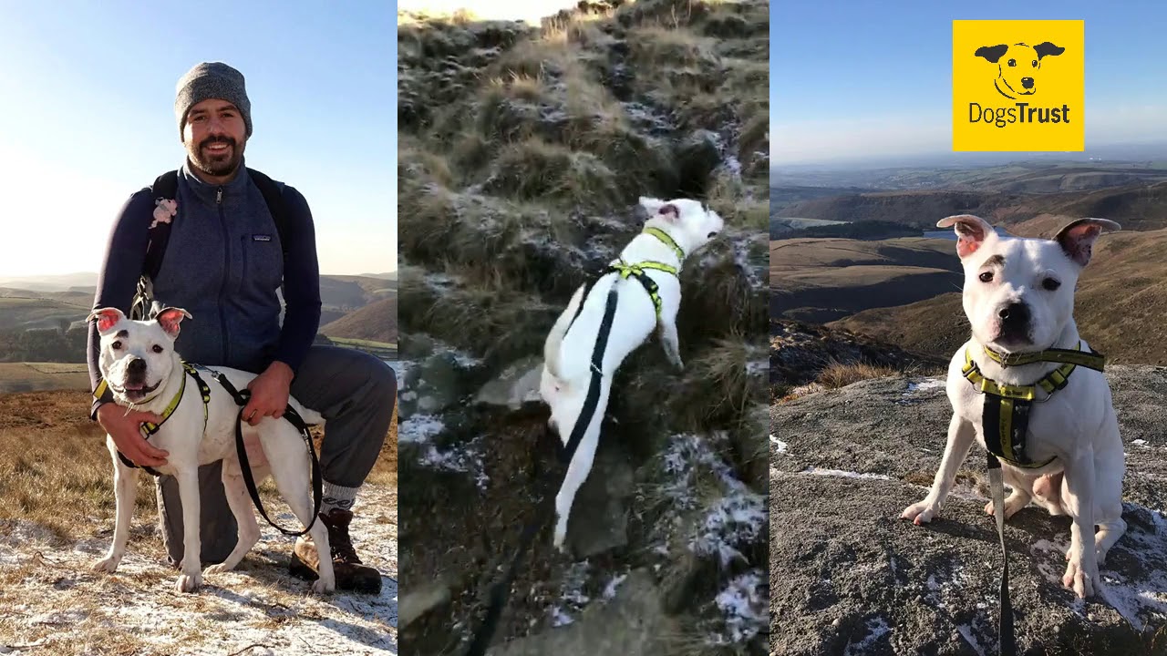 wales wisconsin Dogs Trust Manchester - Cameron and Charlie go hiking in the Peak District