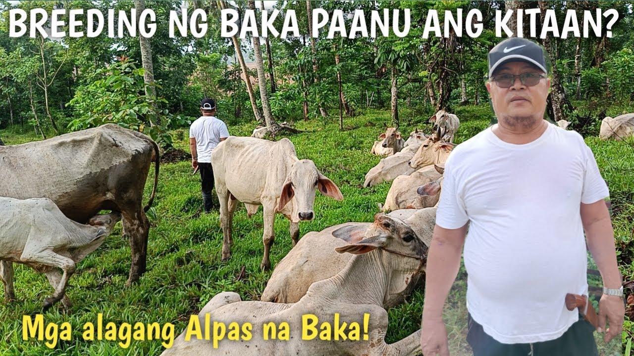 Breeding mga Baka!Pinakamagandang pagkakitaan ngayon!