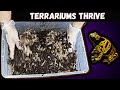 How To Make Bioactive Terrarium Substrate