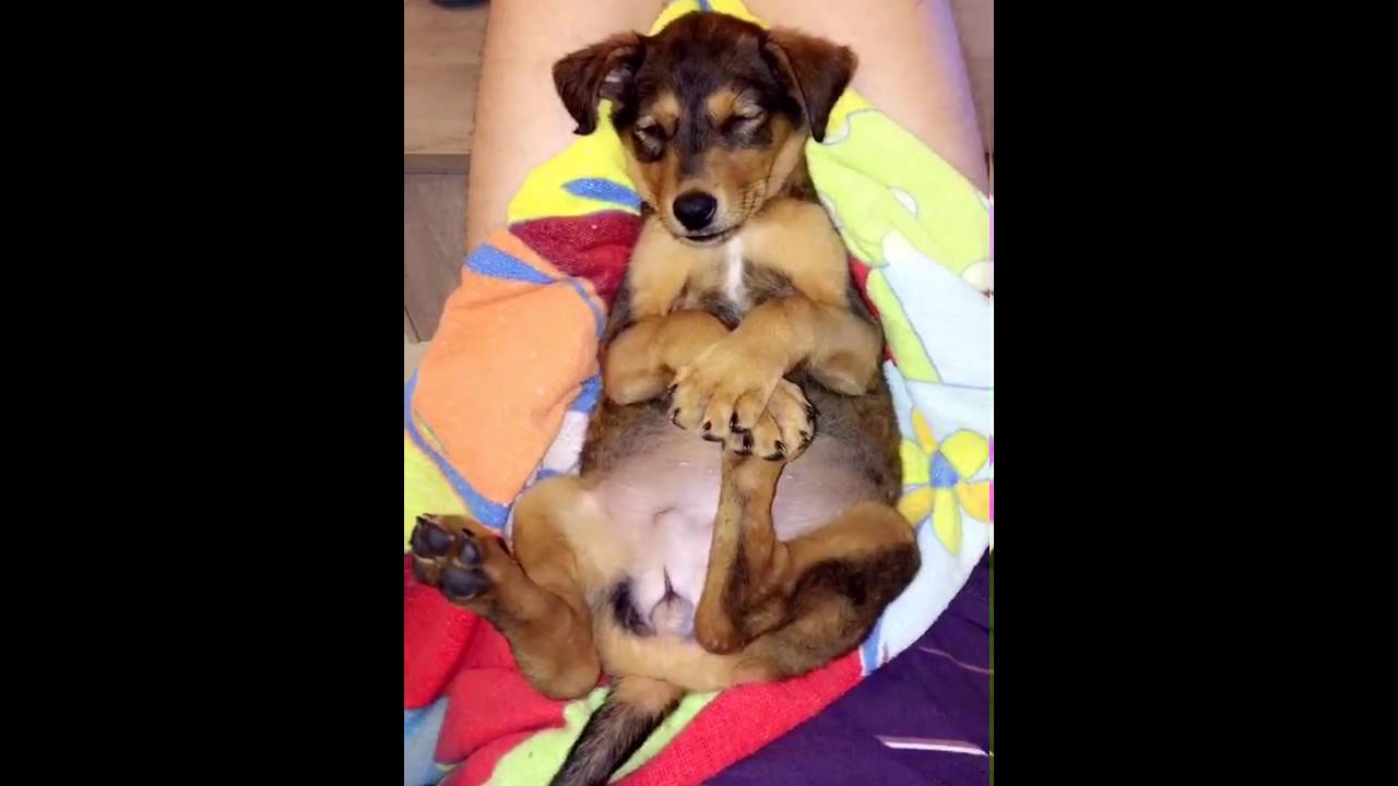 Apple, chienne Laobé, fait du yoga, Posture du chien ou Uttita Hasta ...