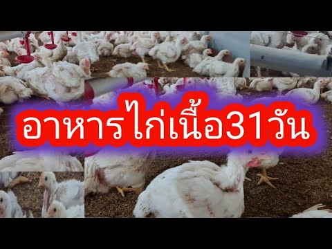 อาหารไก่เนื้อ31วัน