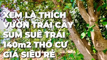 (Đã bán) Nợ nần chồng chất A Lợi bán đất vườn đầy ấp cây ăn trái , có thổ cư ở BR-VT