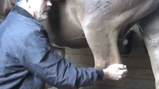 Horse Massage: Releasing Tension in the Pelvis of a Horse using the Masterson Method®