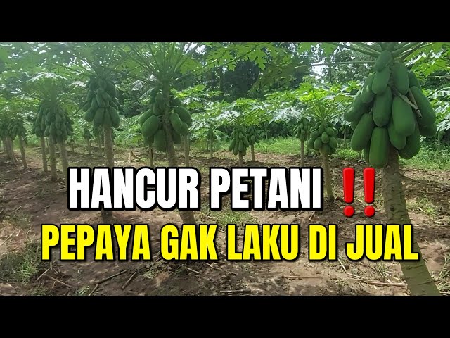 BUDIDAYA PEPAYA CALIFORNIA || BUAH LEBAT PANEN BANYAK TAPI GAK LAKU DI JUAL 😔 class=