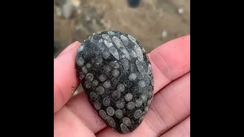 “ Fossilised coral #fossils #fossil #coral #lifeofgeology #water #ancient #beautiful #jurassic