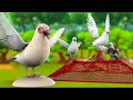 Shikari aur Kabootar 3D Animated Hindi Moral Stories for Kids शिकारी और कबूतर कहानी Tales