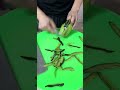 Amazing Food Carving Skills|Easy Cutting Tips & TricksMaster Food Carving at HomeSimpleCuttingTricks