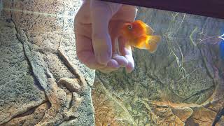 Young Blood Parrot Cichlid - Handfeeding And Bonding