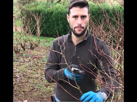 Video: Poda de arándanos: información sobre cómo podar arbustos de arándanos