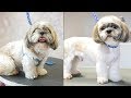 Grooming Guide - Grooming a Shih Tzu #17