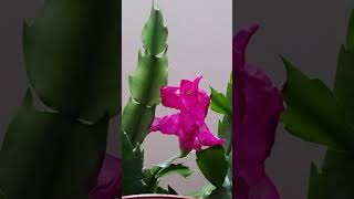 Red Christmas Cactus Plant Flower Bloom Time Lapse Till It Falls Off