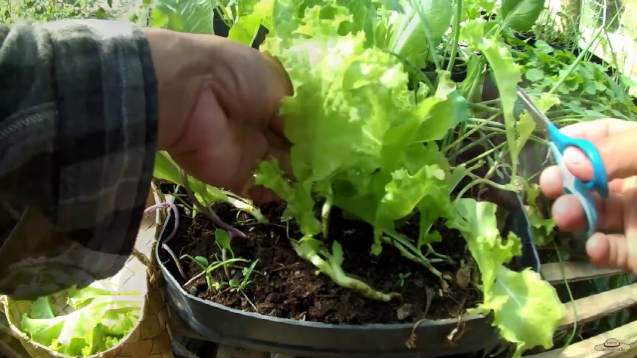 v36 Grow&Harvest lettuce for 20 days in containers! For Home