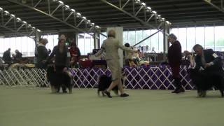 FLCV Inaugural Finnish Lapphund Champ Show - Dog Challenge by Team Pawformance 146 views 11 years ago 7 minutes, 59 seconds