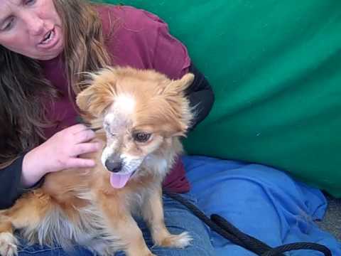 dog adoption mauritius A5033247 Willy | Pomeranian Mix