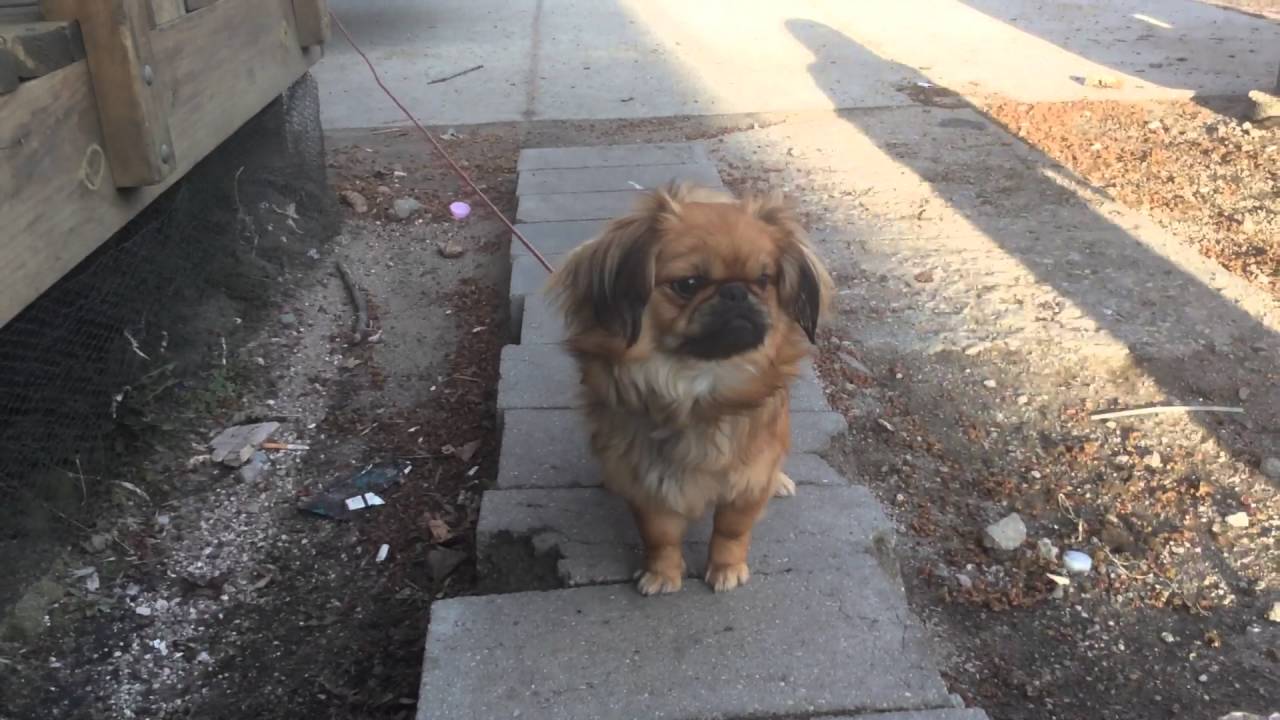 Tee bagging dog YouTube